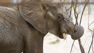 Zimbabwe má problém so slonmi. Zabili už 60 ľudí, desiatky ďalších utrpeli zranenia